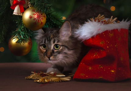 Regali di Natale: 5 idee regalo per gli amanti dei gatti